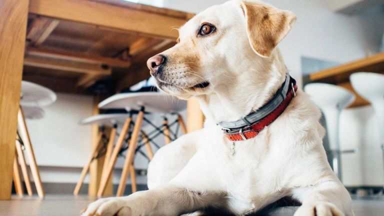 flora-blog-pic-17-960x540